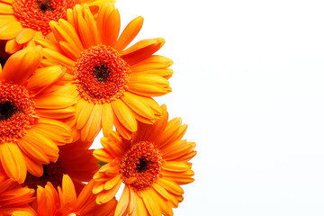 Gerberas on a white background with space for text