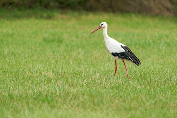 European White Stork Standing in a Meadow