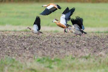 Flock of Nile Geese and Ruddy Shelducks Taking Off from an Agricultural Field