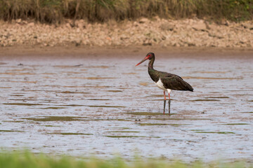 European Black Stork Standing on Muddy Ground in an Empty Pond