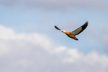 Ruddy Shelducks in Flight Against a Clear Blue Sky