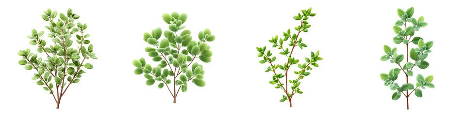 Watercolor Green Bush Set - Isolated Plant Illustrations for Design, Spring Foliage