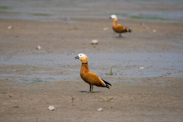 Ruddy Shelduck Walking on Muddy Ground in a Dried-Up Pond