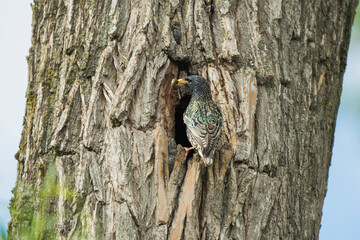 European Starling Bringing Food to Its Nest in a Tree