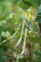 Mung bean pods, crop planting at the fields	