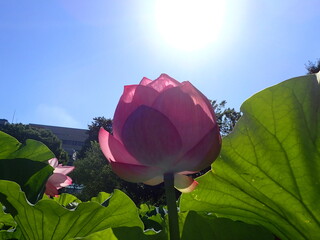 夏の太陽の光の中の「蓮の花」