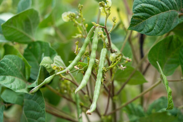 Mung bean pods, crop planting at the fields	