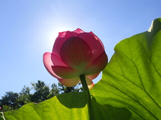 夏の太陽の光の中の「蓮の花」