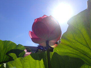 夏の太陽の光の中の「蓮の花」