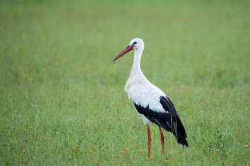 European White Stork Standing in a Meadow