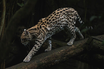 Ocelot Walking Down a Fallen Tree in the Rainforest