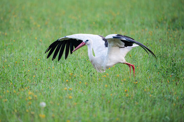 European White Stork Taking Off from a Meadow