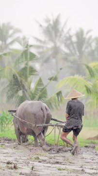 Rice farmer working on plantation with water buffalo, bubalus bubalis, bull animal, leveling muddy paddy field for planting, rain, asian conical hat, southeast asia