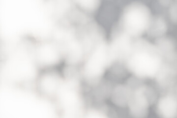 plant leaves sunlight natural shadow overlay on white wall background