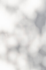 plant leaves sunlight natural shadow overlay on white wall background