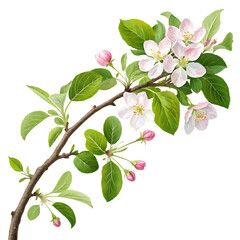 Curved branch with apple blossoms and green leaves