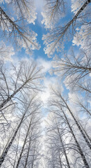 Winter birch trees covered in frost against a blue sky background