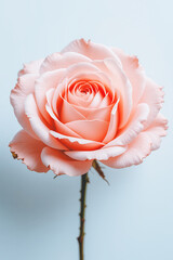 Petal Serenity