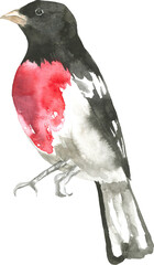 Fototapeta premium Red and Black Bird Grosbeak Wildlife Watercolor Clipart PNG