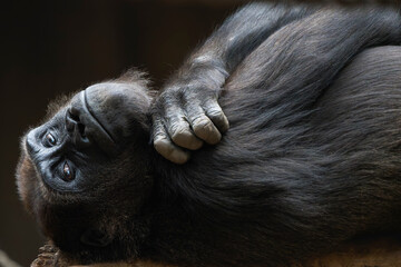 Closeup of a Female Gorilla with Crossed Arms Lying on Her Back