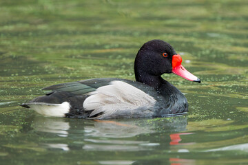 Closeup Portrait of a Male White-Faced Whistling Duck (Pepo&shy;saka Duck)