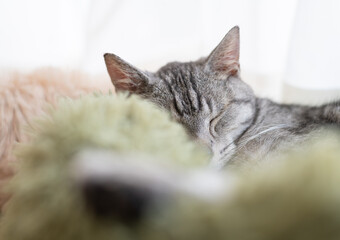 窓辺で眠る可愛い猫　サバトラ猫