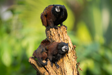 Red-Shouldered Tamarin Family with Baby Clinging on Dead Tree