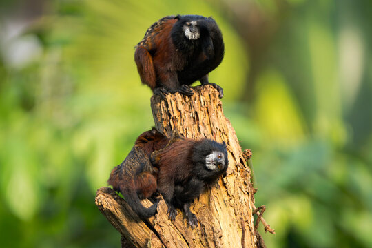 Red-Shouldered Tamarin Family with Baby Clinging on Dead Tree