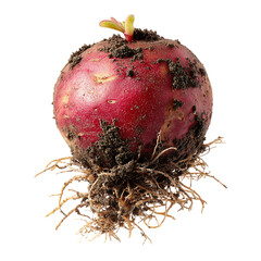 Red root vegetable with sprout and soil showing roots