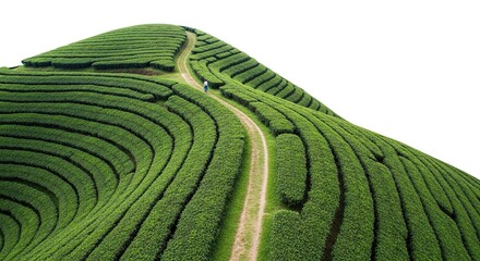Lush tea plantation on a hillside.