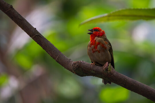 Male Madagascar Red Fody Perched on a Branch in Natural Light
