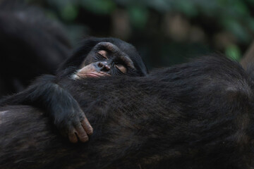 Sleeping Baby Chimpanzee Cuddled Against Its Mother's Stomach