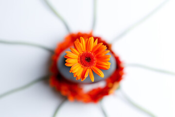 Circle of gerbera chrysanthemums on a plain background with space for text
