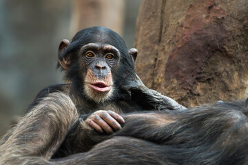 Baby Chimpanzee Riding on Its Mother