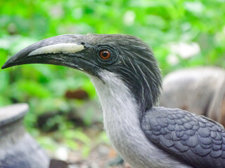 close up of a bird of prey