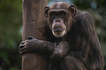 Chimpanzee Clinging to a Tree Trunk