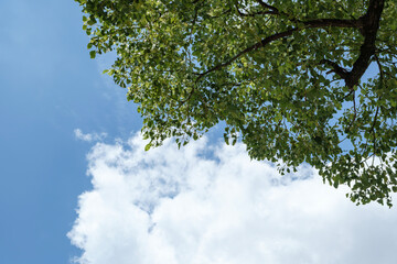 夏の青空と日差しに照らされた緑の木の葉・森の風景　夏休み・バカンス・アウトドア・天気の背景