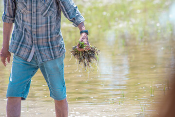 Farmer's hands holding a bunch of uprooted rice seedlings against a background of a water rice field on a sunny day. Harvesting. Manual farming labor