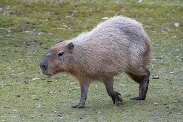 Capybara Walking Across Dry Grass and Dirt