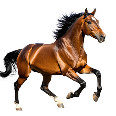 close up horse running side view isolated on white and transparent background.