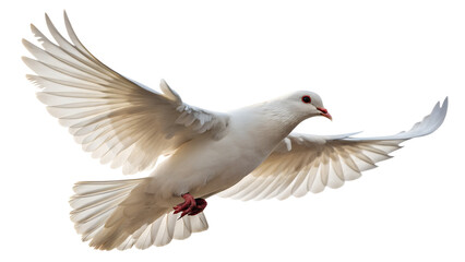 Obraz premium White dove flying with open wings isolated on transparent background in the air
