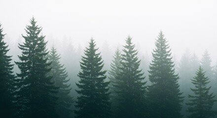 Misty forest scene of tall evergreens.
