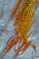 Vibrant autumn ivy on textured concrete wall