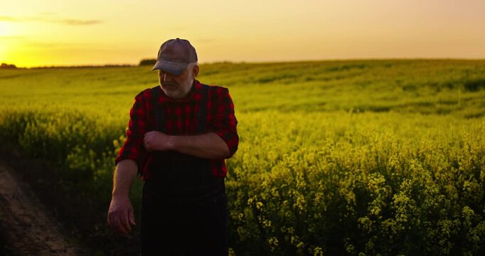 Senior Farm Worker Roll Up His Sleeves, Portrait In Agricultural Fields Against Blooming Rape Plantation