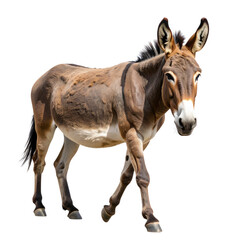 donkey walking towards view isolated on white and transparent background