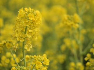 3月に咲いた黄色い菜の花