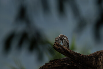 Two young Spotted owlets huddled together on a gnarled tree branch. The blurred background, with its soft, cool tones, highlighting their texture, patterns, and gentle expressions.