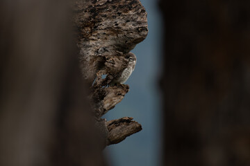 Close up of a vibrant Spotted owlet perched on a weathered, textured tree branch. The soft, natural lightings the intricate details of both the birds feathers and the rough tree bark. 