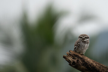 A curious little spotted owl perched on a tree stump, against a soft blurred natural background.