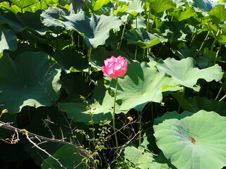 水辺に咲くピンク色の「蓮の花」